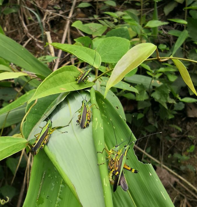 Locusts infesting Yunnan province, China / Chen Peng, via CGTN, China Xi Jinping