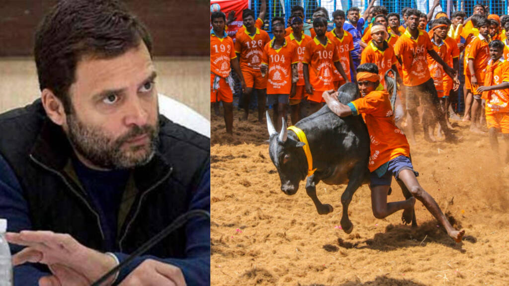 Rahul, congress, jallikattu