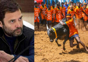 Rahul, congress, jallikattu