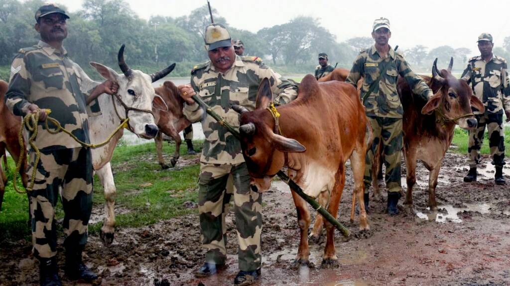 bsf cow smuggling india bangladesh border west bengal