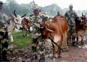 bsf cow smuggling india bangladesh border west bengal