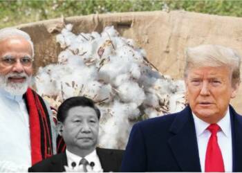 india cotton exports