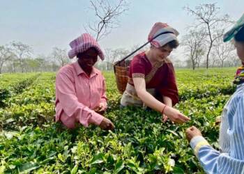 Priyanka tea gardens assam