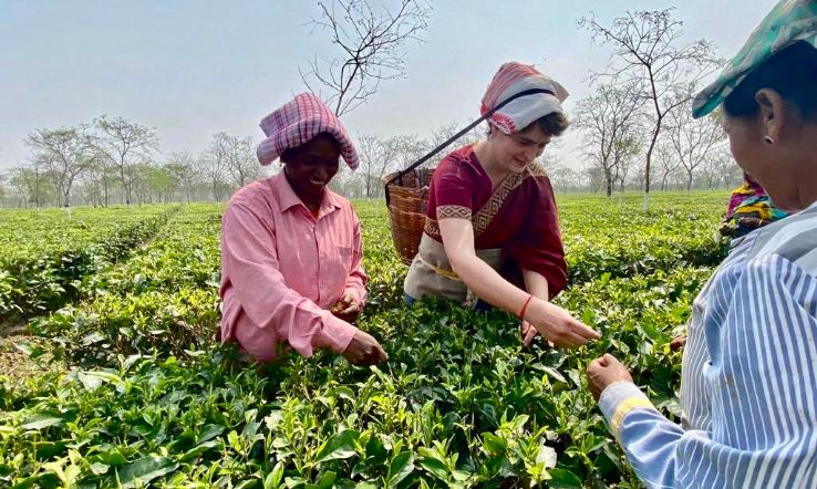 Priyanka tea gardens assam