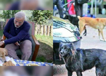 PM Modi, Indian dog breed