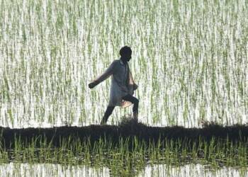 Paddy Cultivation, Punjab, Haryana, Farmers in India,