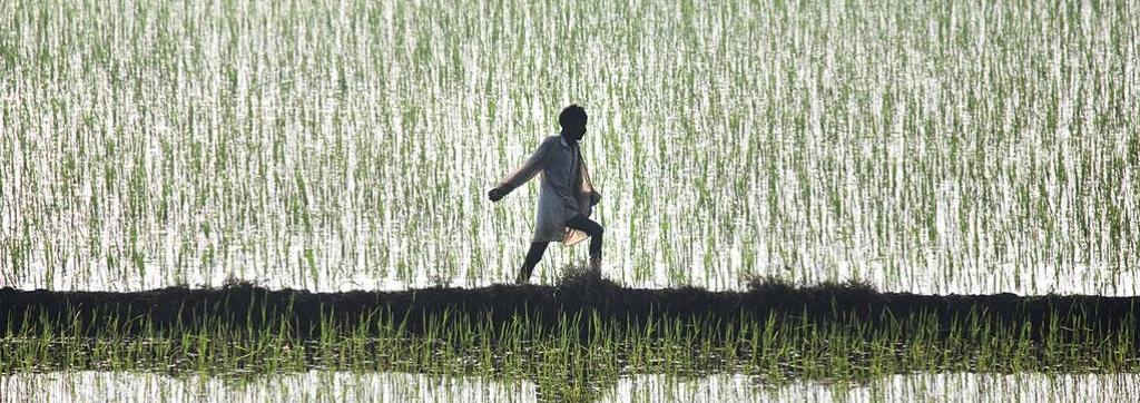 Paddy Cultivation, Punjab, Haryana, Farmers in India,