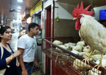 Halal meat, Islamism, Hindus, Sikhism,