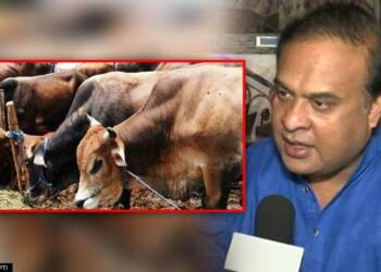 Himanta Biswa Sarma, Assam, Cow protection,