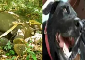 Bruno, Kerala, animal cruelty