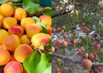 Ladakh, Apricots, Kargil