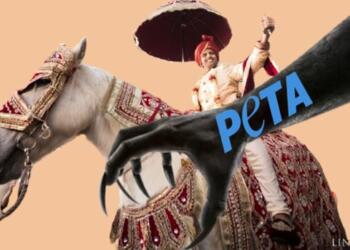Animals, Peta, India, horses, dulha