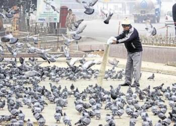 pigeons, birds, feeding