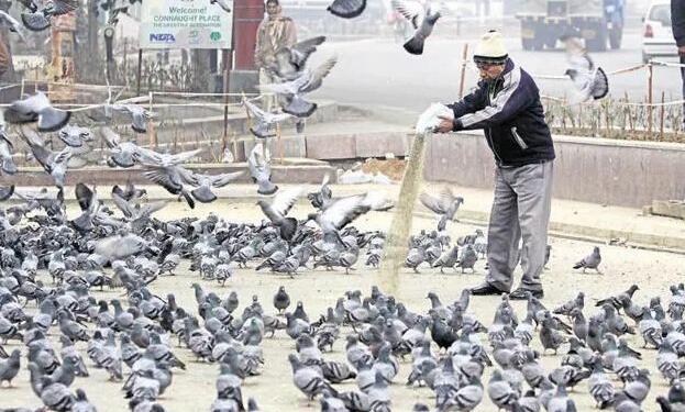 should you feed pigeons