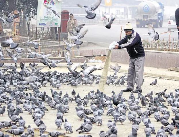 pigeons, birds, feeding
