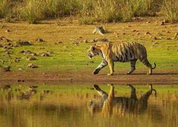 Bor Wildlife Sanctuary tigar drinking water