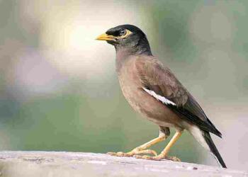 Maina Pakshi sitting on branch