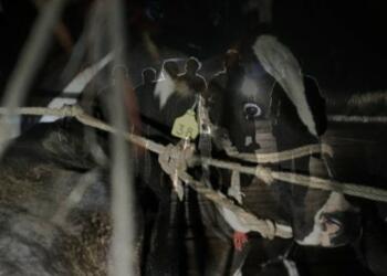 Bangladishi, tripura