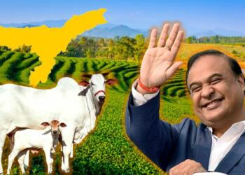 Assam, Himanta, BJP. Cattle smugglers, Cows