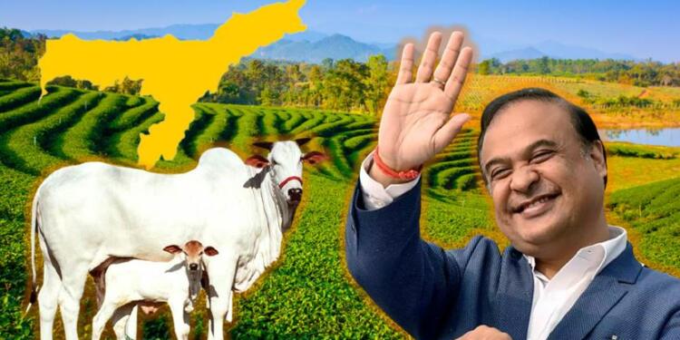 Assam, Himanta, BJP. Cattle smugglers, Cows