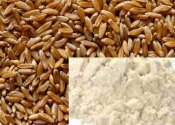 Khapli wheat vs Normal wheat