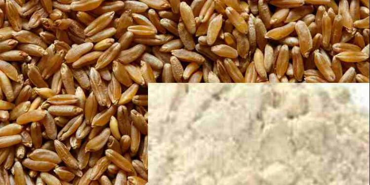 Khapli wheat vs Normal wheat