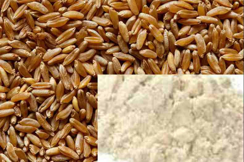 Khapli wheat vs Normal wheat