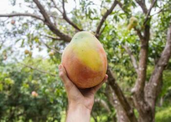 Kohitur Mango