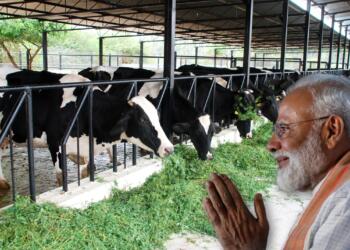 PM Modi Cows Liberals