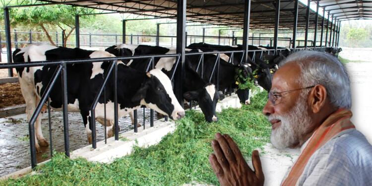 PM Modi Cows Liberals