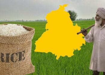 Punjab, rice