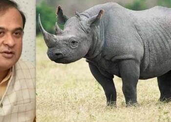 Rhinos