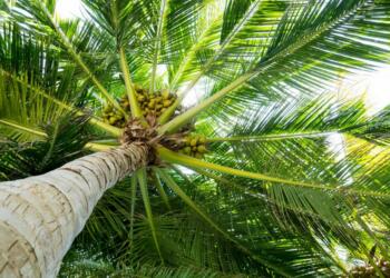 palm trees in India