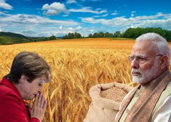 IMF India wheat