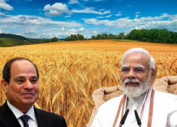 Wheat india