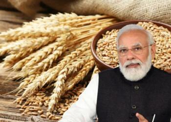 Indian wheat Egypt