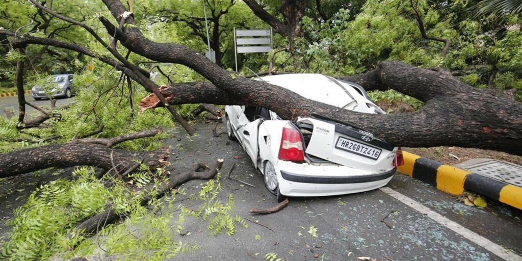 Delhi trees