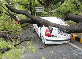 Delhi trees