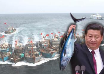 China: The international fish thief