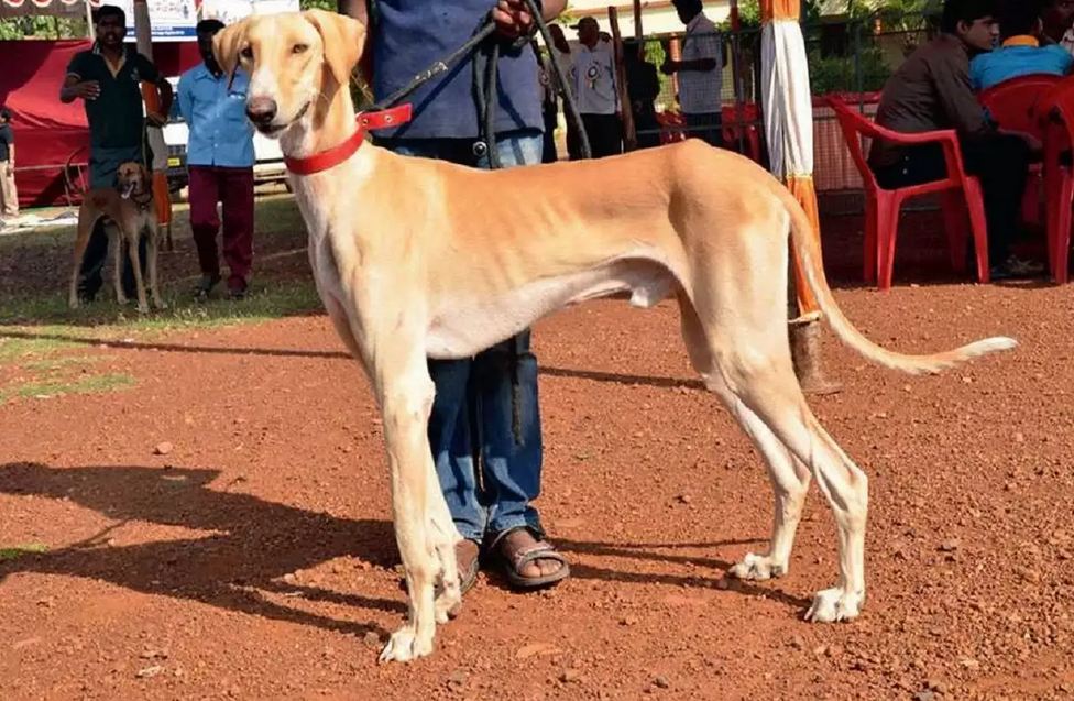 Mudhol Hound