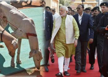 If you loved PM Modi’s new dog, you’ll definitely love these fantastic Indies