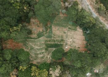 Economy development in the agricultural sector: a comparative analysis of EU countries