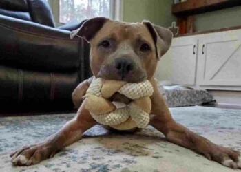 Banned dog breeds Gurugram