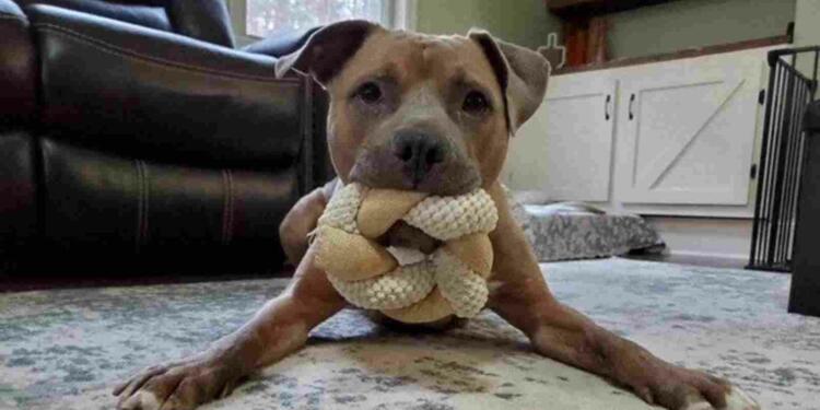 Banned dog breeds Gurugram