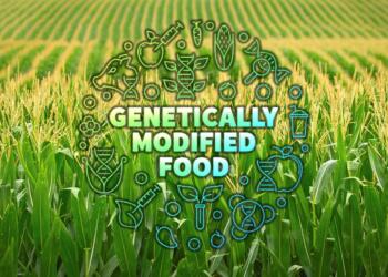 Understanding why GM crops were never accepted and never will be