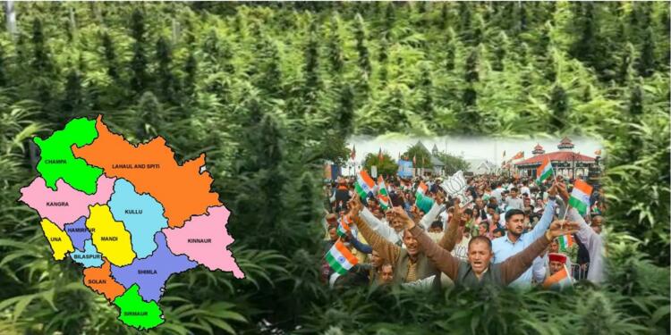 Why cannabis has become a burning issue in Himachal elections