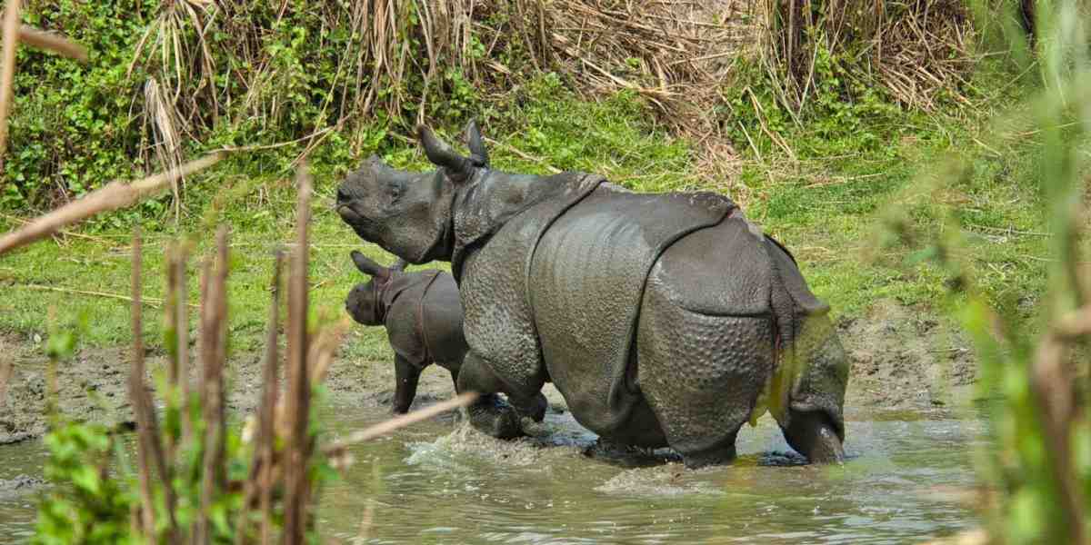 Jaldapara Wildlife Sanctuary Rhino