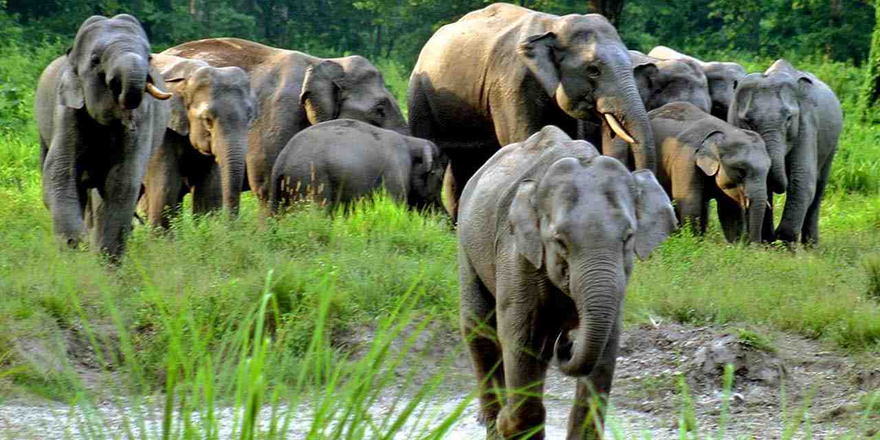 Jaldapara Wildlife Sanctuary elephants