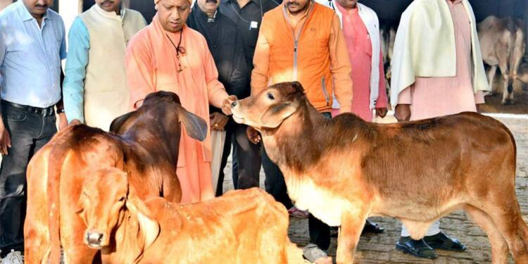 Essay of cow in English head