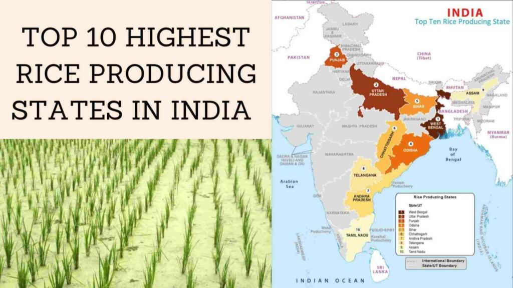 Which region is known as the rice bowl of India?